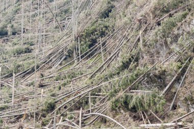 Orman sonra felaket - Polonya.