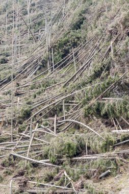 Orman sonra felaket - Polonya.