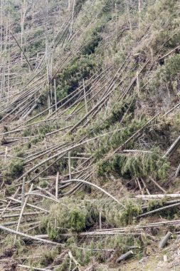 Orman sonra felaket - Polonya.