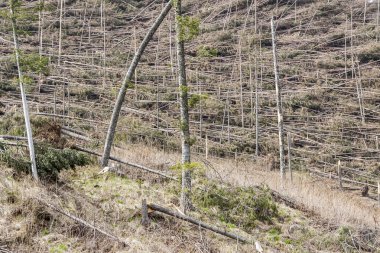 Orman sonra felaket - Polonya.