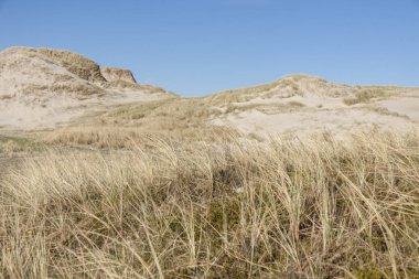 Dunes üzerinde Holmsland Klit Danimarka.