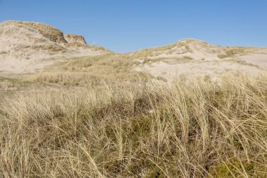 Dunes üzerinde Holmsland Klit Danimarka.