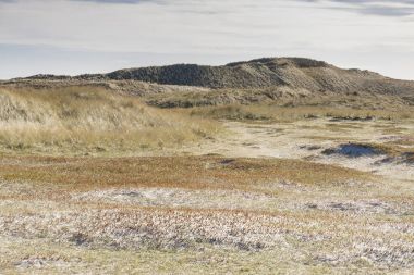 Dunes üzerinde Holmsland Klit Danimarka.