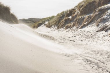 Sandy beach - Holmsland Klit, Denamrk.