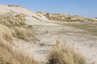 Sandy beach - Holmsland Klit, Denamrk.
