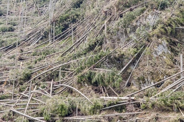 Bosque después del desastre - Polonia . —  Fotos de Stock