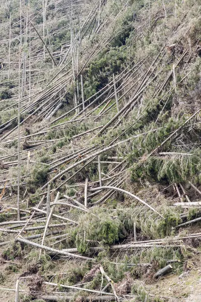 Orman sonra felaket - Polonya.