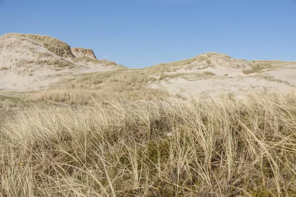 Duinen op Holmsland-Klit in Denemarken. — Stockfoto