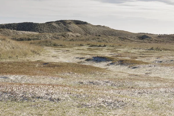 Dunes üzerinde Holmsland Klit Danimarka.