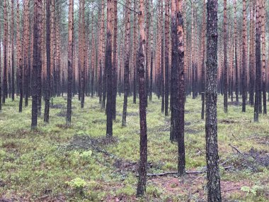 Pinetree forest in Poland.