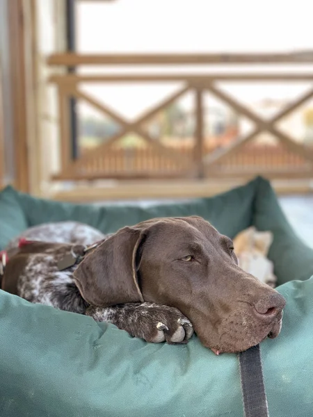 Cão adormecido — Fotografia de Stock