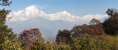  Mount Dhaulagiri ve kırmızı orman gülleri