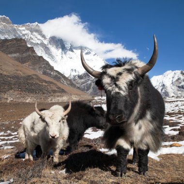 Yaks Everest ana kampı ve mount Lhotse giderken