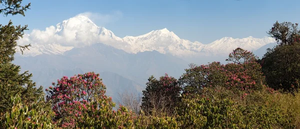 Monte Dhaulagiri y rododendros rojos — Foto de Stock