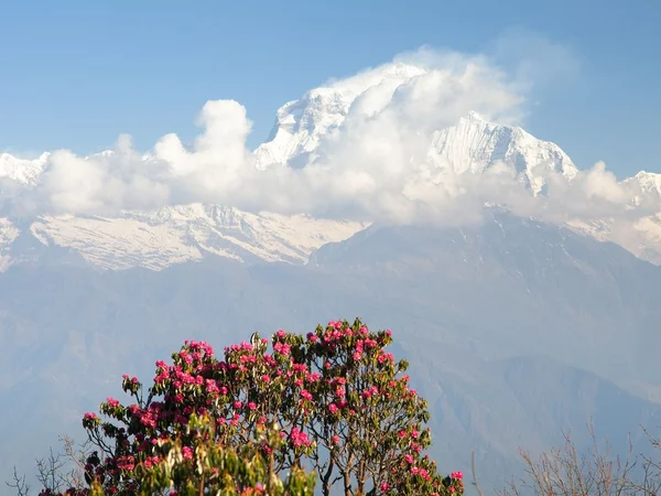 Mount Dhaulagiri and red rhododendrons — Stock Photo, Image