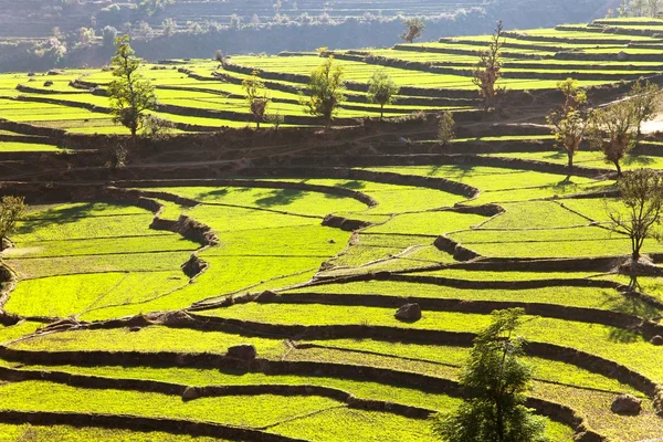 Campo verde de arroz no nepal — Fotografia de Stock