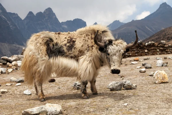 White yak on the way to Everest base camp - Nepal — Stock Photo, Image