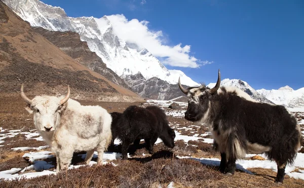 Yaks on the way to Everest base camp and mount Lhotse — Stock Photo, Image