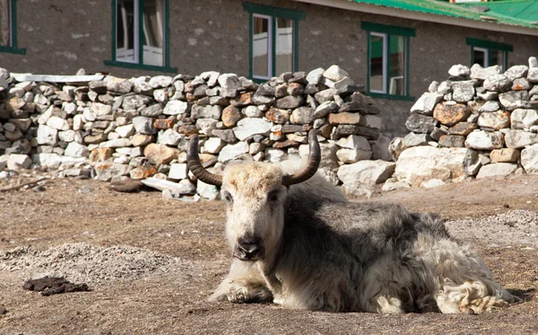 Yak blanco y gris que yace fuera de la cabaña — Foto de Stock