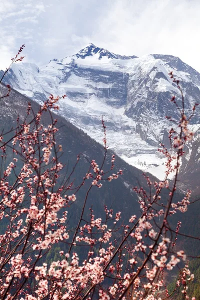 Annapurna II 2 çiçekli kayısı ağacı