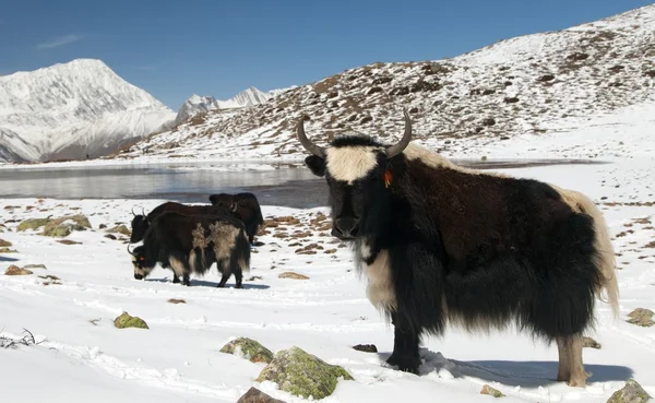 Manada de yaks en la nieve en el área de Annapurna — Foto de Stock