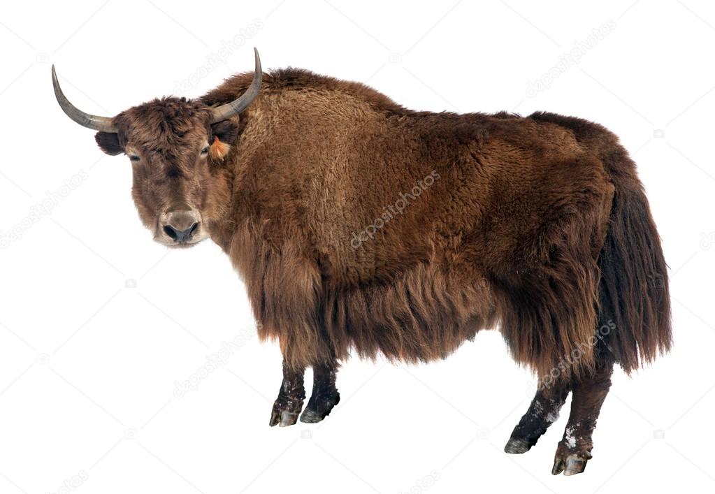 brown yak (Bos mutus) isolated on white background