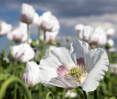 çiçekli haşhaş haşhaş somniferum alan