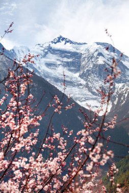 Annapurna II 2 çiçekli kayısı ağacı
