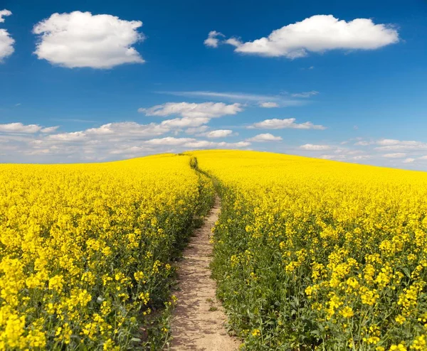 Campo de colza com estrada rural e bela nuvem — Fotografia de Stock