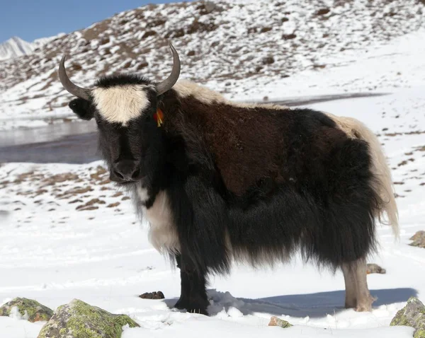 Yak en la nieve en el área de Annapurna — Foto de Stock