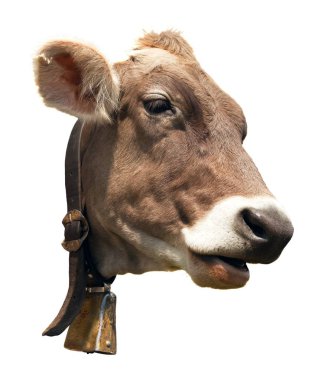 head of brown cow isolated on white background clipart