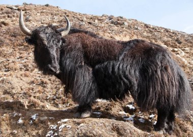 Siyah yak Everest ana kampı - Nepal giderken