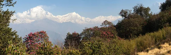 Mount Dhaulagiri och röda Rhododendron — Stockfoto