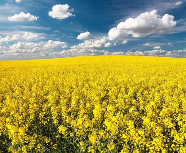 Golden field of flowering rapeseed with beautiful clouds — Stock Photo, Image