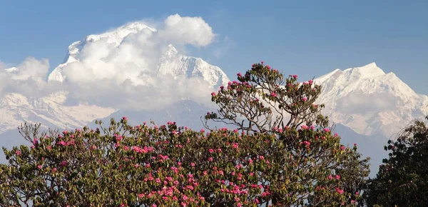 Monte Dhaulagiri e rododendri rossi — Foto Stock