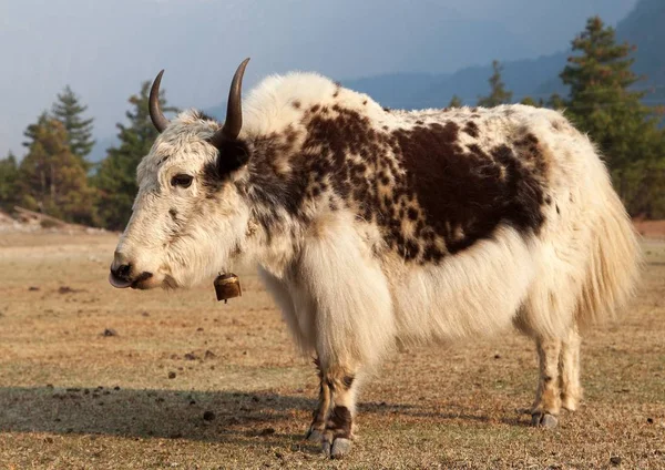 Bianco e marrone yak sul prato — Foto Stock