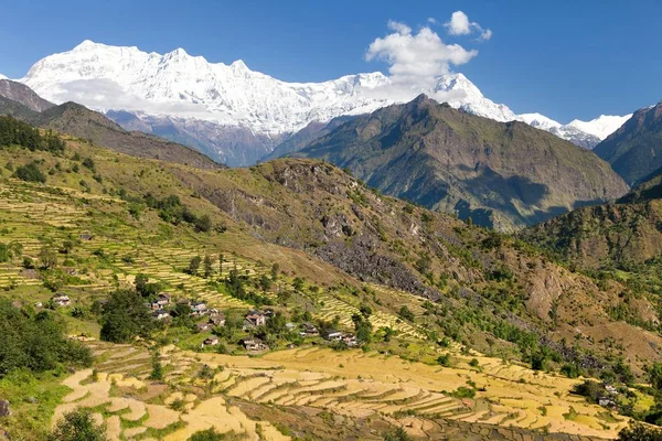 Campo de arroz bajo Dhaulagiri Himal — Foto de Stock
