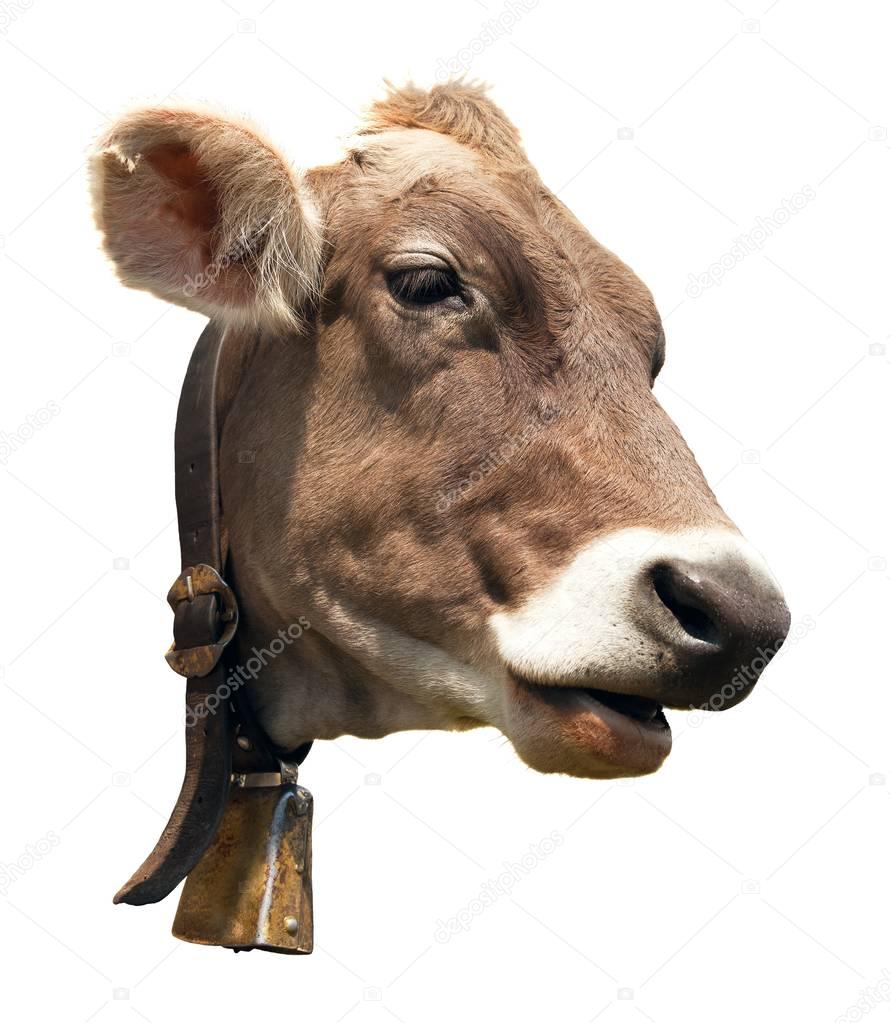 head of brown cow isolated on white background