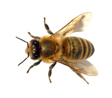 Arı ya da bal arısı detayı, Apis Mellifera