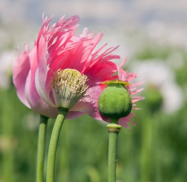 Ayrıntı çiçekli haşhaş veya haşhaş