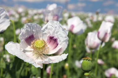 çiçekli haşhaş alan