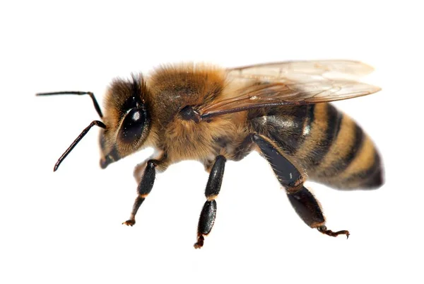 Detail of bee or honeybee , Apis Mellifera — Stock Photo, Image