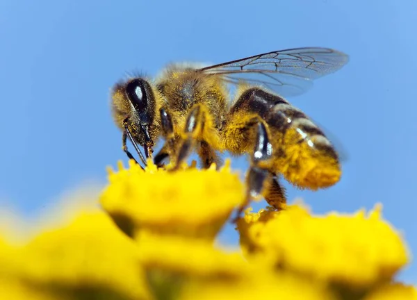 Méh vagy méh latin nyelven Apis Mellifera — Stock Fotó