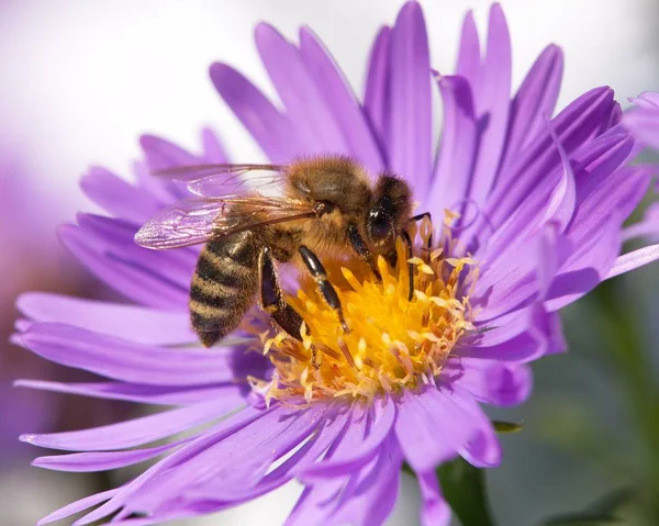 Honigbiene sitzt auf der Veilchenblüte — Stockfoto