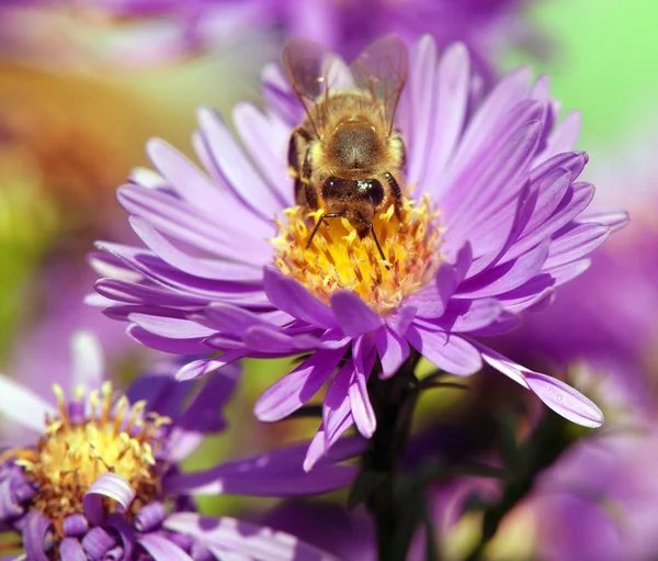 Miel de abeja sentado en el violetflower — Foto de Stock
