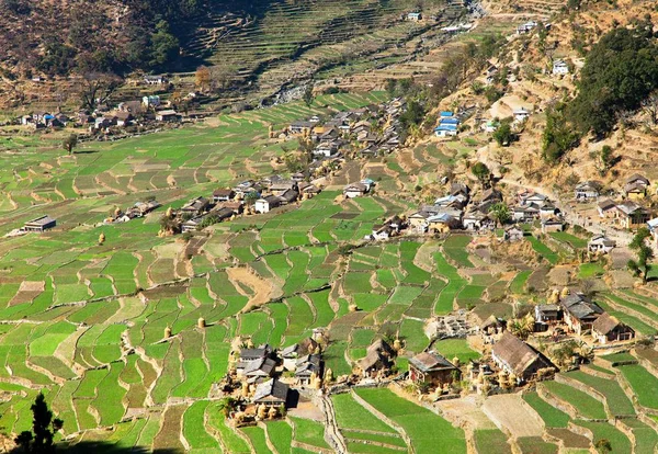 Dogadi-Dorf mit Reisterrassen oder Reisfeldern — Stockfoto