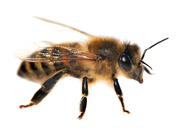 Деталь бджоли або медоносної бджоли, Apis Mellifera. — стокове фото