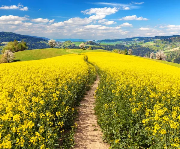 Field of rapeseed, canola or colza, Brassica napus — Stock Photo, Image