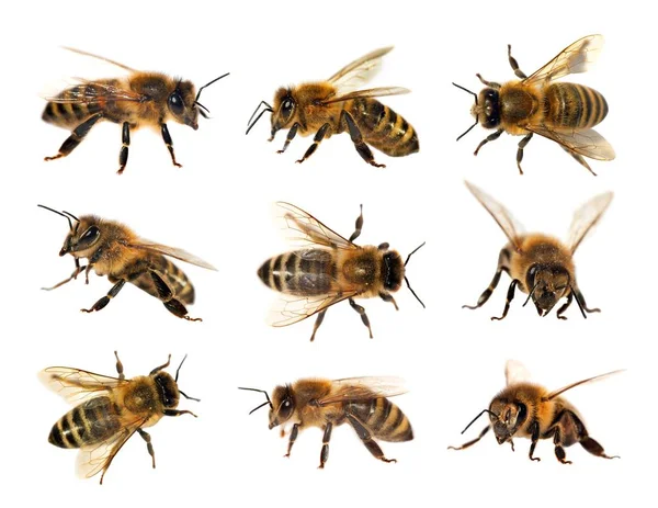 Grupo de abelhas ou abelhas, Apis Mellifera — Fotografia de Stock