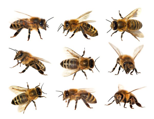 group of bee or honeybee, Apis Mellifera